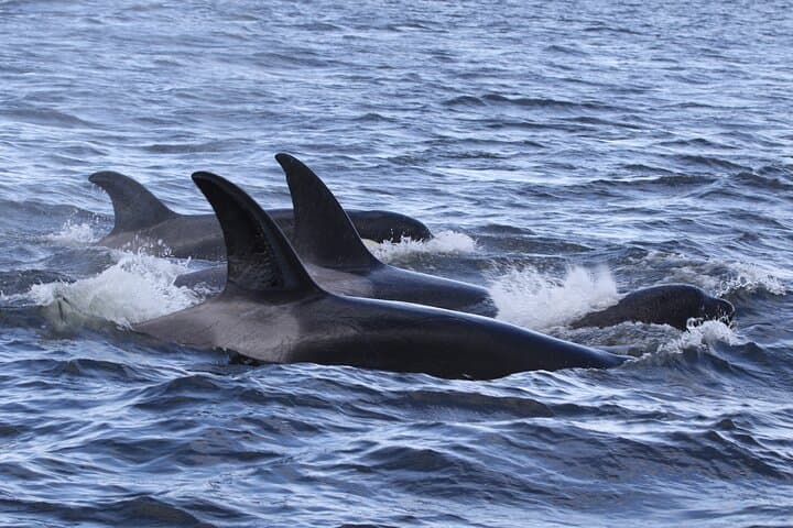 Whale Watching Adventure from Vancouver's Steveston Village photo 3
