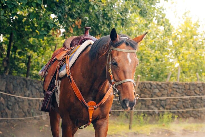 Horseback Riding and Organic Wine Tasting on Mount Vesuvius photo 3