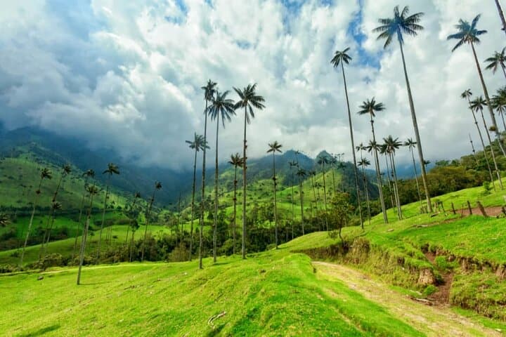 Cocora Valley Private Tour and Horseback Riding from Salento