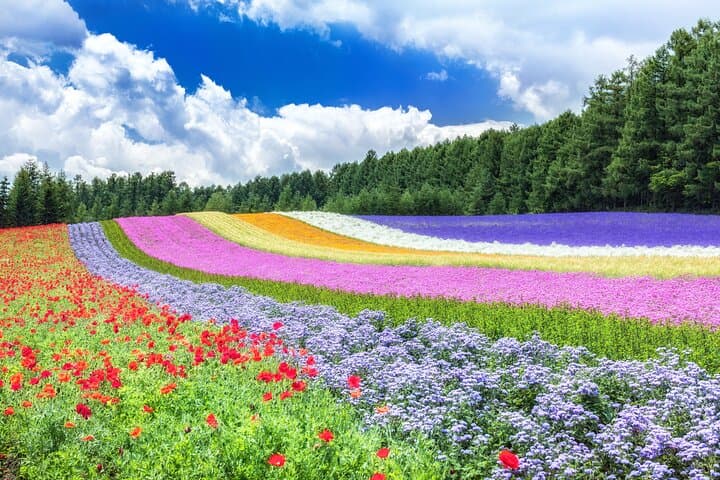 Furano Private Half-Day Custom Tour: Lavender Fields, Cheese & Local Sights photo 3