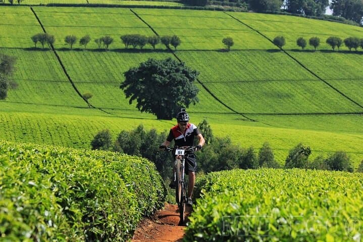 Karunguru Coffee Farm Private Tour: Nairobi Single-Origin Coffee Experience photo 3
