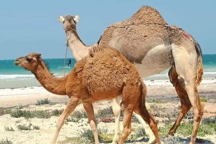 Dakhla White Dune 4x4 Tour — Half-Day Drive to Asmae Spring & Oyster Park photo 3