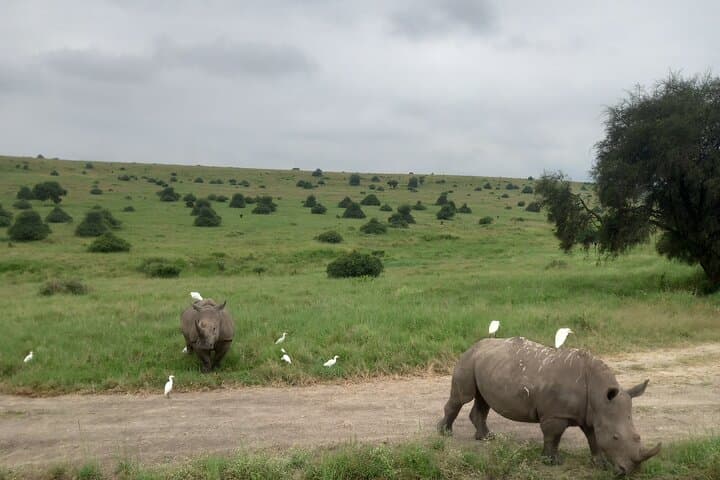 Exploring Nairobi National Park: A Wildlife Safari on the City’s Edge photo 3