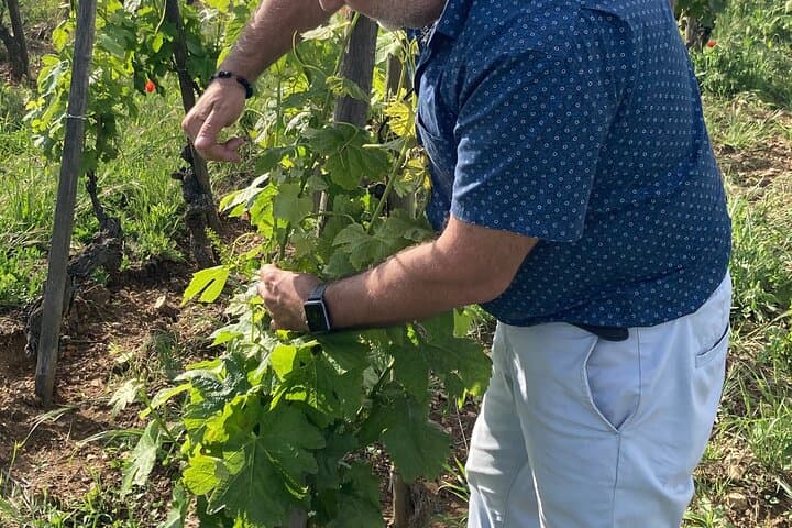 Family Vine Walk: Guided Côte Rôtie Tour with Tasting and Views photo 6