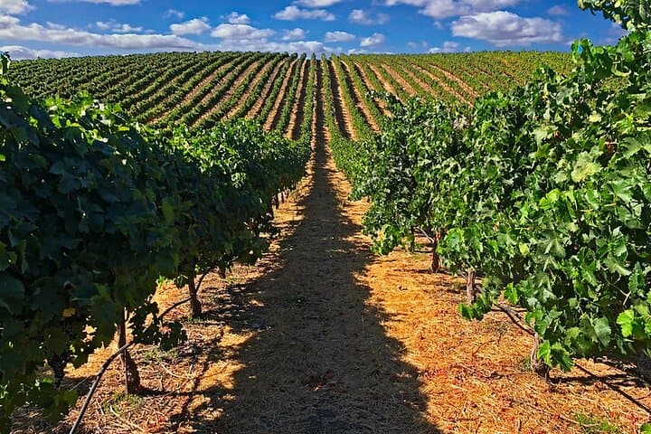 Bekaa Valley Wine Tour: Taste Lebanon’s Historic Wineries photo 2
