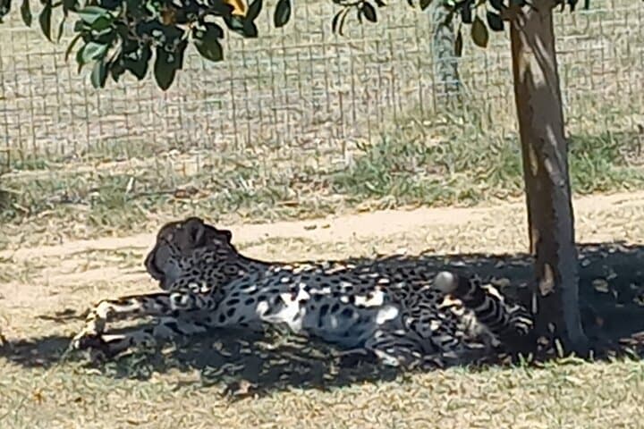Cape Winelands Wildlife & Wine: Giraffe House, Cheetah Encounter and Private Tasting photo 3