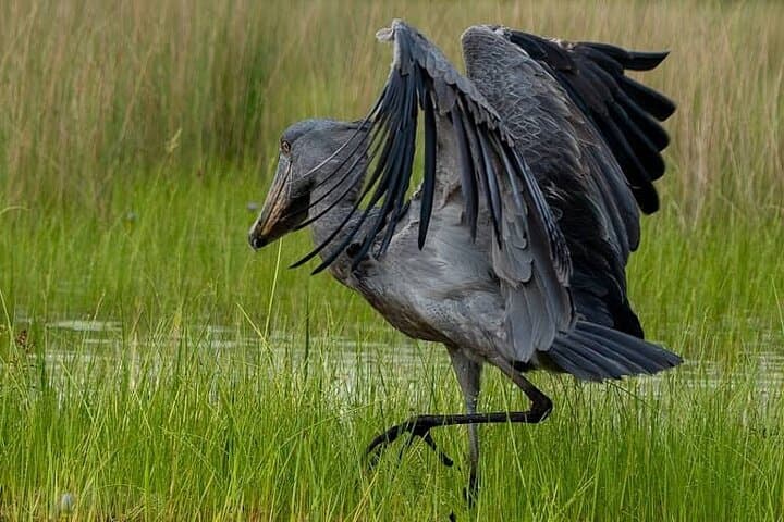 Mabamba Swamp Shoebill Tracking: 1-Day Canoe Birding from Kampala