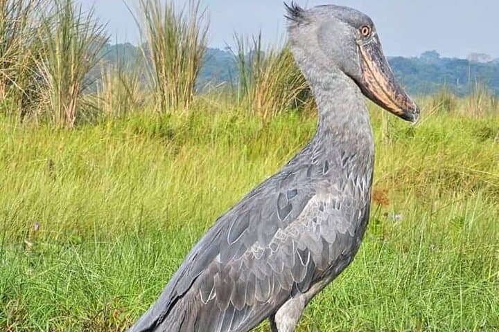Mabamba Swamp Shoebill Tracking: 1-Day Canoe Birding from Kampala photo 4