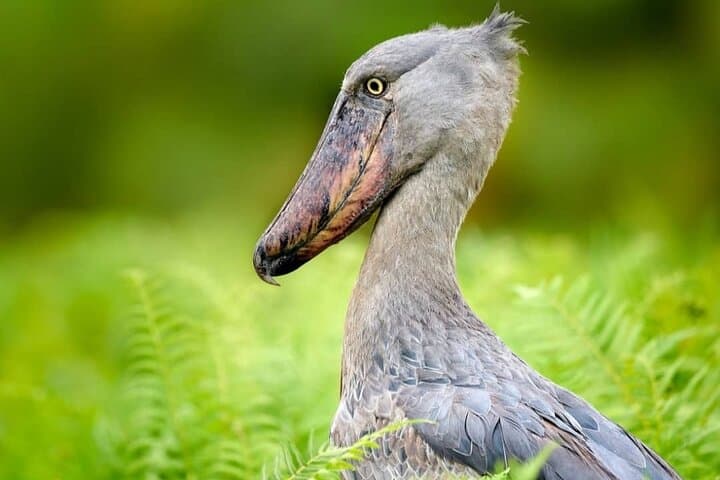Mabamba Swamp Shoebill Tracking: 1-Day Canoe Birding from Kampala photo 6