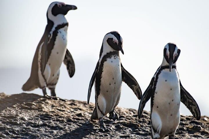 Private Full-Day: Table Mountain, Boulders Beach & Cape Point photo 6