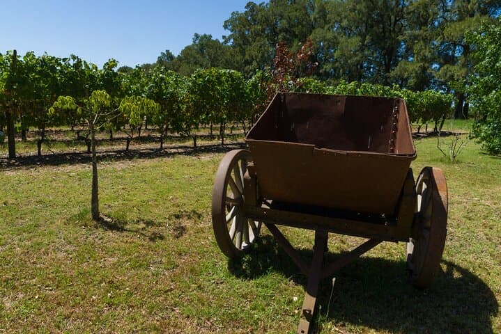 Private Montevideo Wine Tour: Tannat Tastings & Coastal Vineyards photo 6