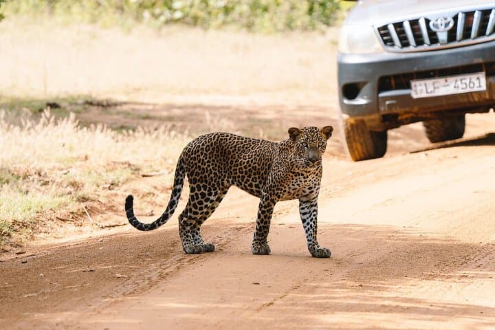 Full-Day Yala Safari: Private Leopard & Elephant Game Drive photo 5