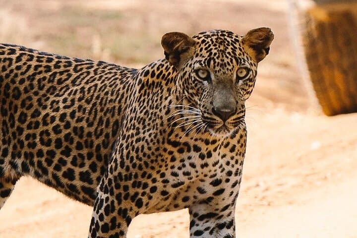 Full-Day Yala Safari: Private Leopard & Elephant Game Drive