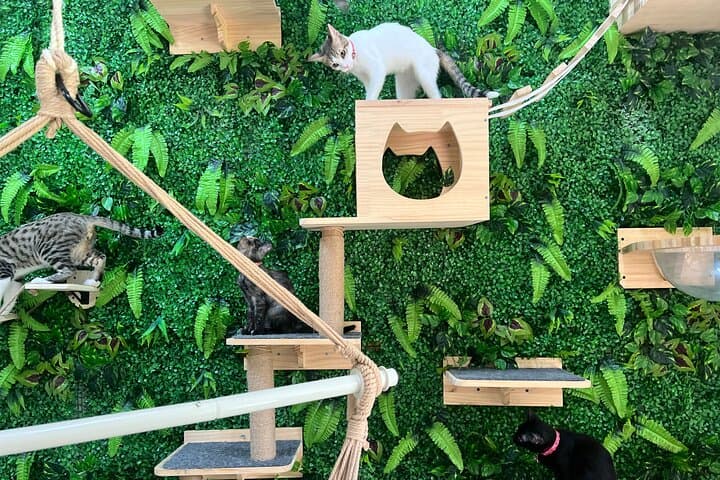 Playa Conchal Kitty Cat Cuddle Session — 90-Min Cat Café Visit in Guanacaste photo 5