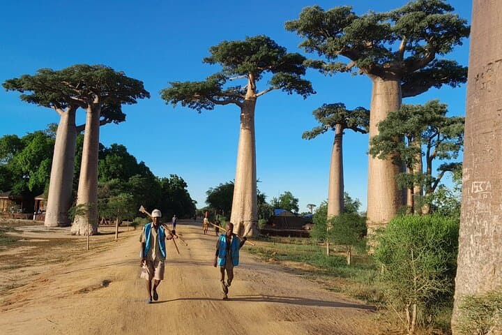Kirindy Forest and Avenue of the Baobabs Day Tour from Morondava