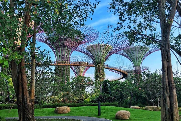 Gardens by the Bay Guided Tour: Supertrees, Cloud Forest & Flower Dome Experience photo 2