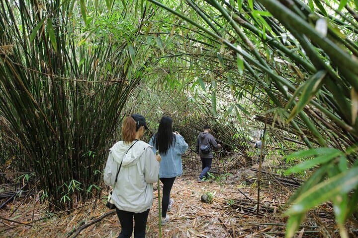 Forest Bathing on the Tanguile Trail at Mahagnao Lake, Leyte photo 6