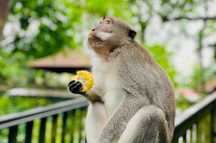 Ubud Monkey Forest, Tegalalang Rice Terraces, Tirta Empul & Waterfalls — Full-Day Tour photo 4