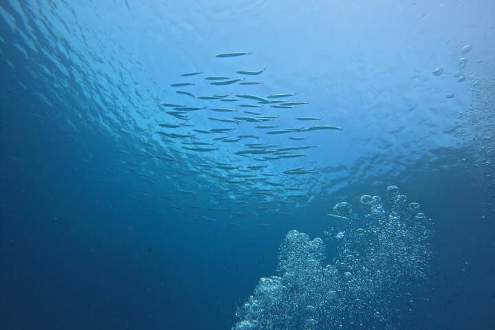 Phuket PADI Open Water Course — 3-Day Scuba Certification with GoPro photo 4