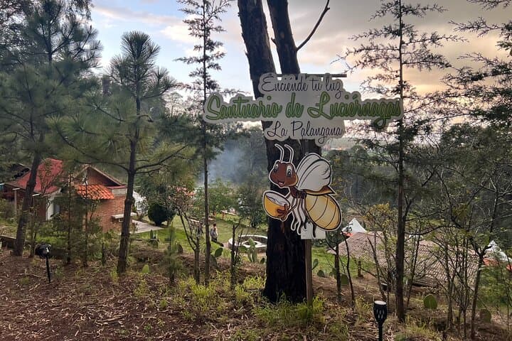 Private Night Tour to Firefly Sanctuary from Mexico City — Guided Walk & Return Transfer photo 5