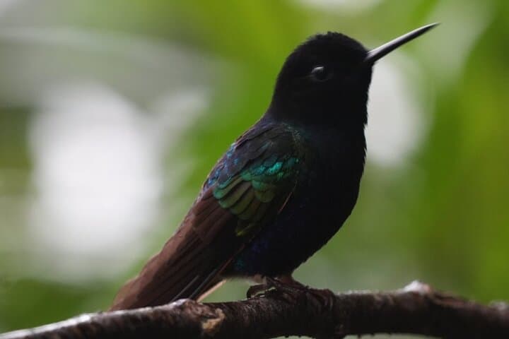 Mindo Birdwatching Tour — Ecuador Western Andes Birding Hotspots photo 4