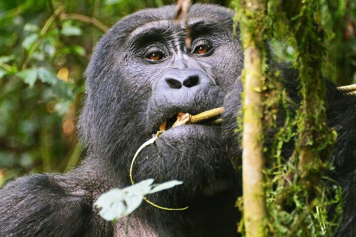 Bwindi Mountain Gorilla Trekking: 3-Day Rushaga Gorilla Expedition in Uganda photo 3