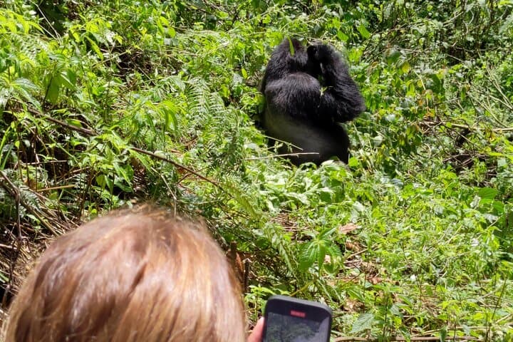Bwindi Mountain Gorilla Trekking: 3-Day Rushaga Gorilla Expedition in Uganda photo 4