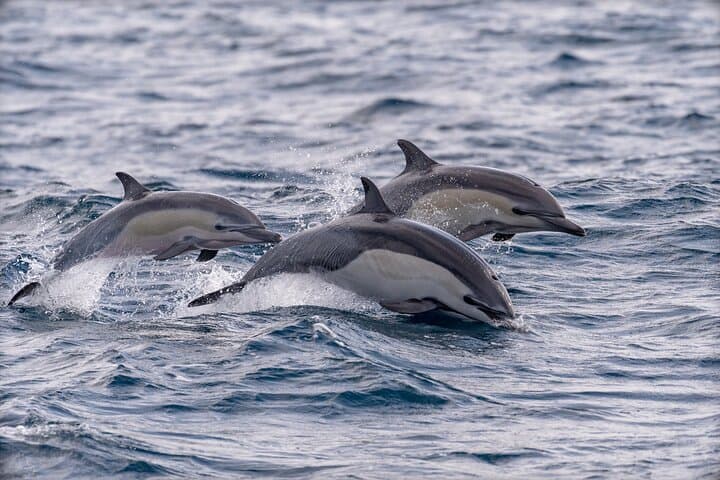RIB Dolphin and Whale Watching Off Funchal: High-Speed Wildlife Tours in Madeira photo 2
