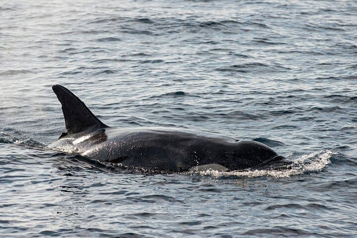 Great Whales Education Programme: Dolphins and Whales of Sri Lanka (Matara) photo 3