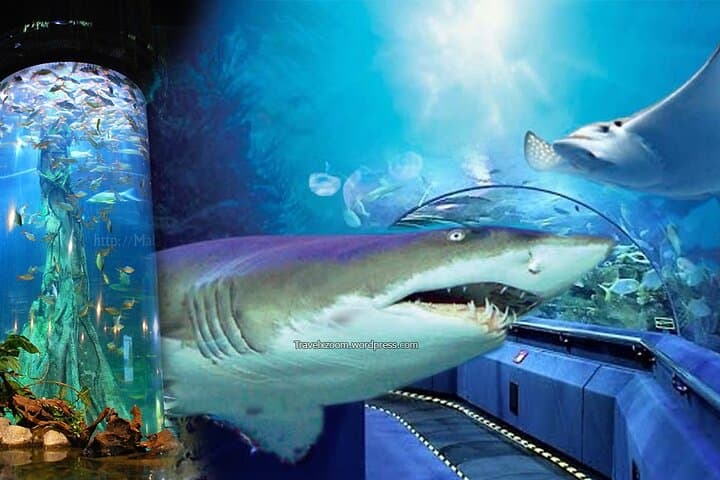 Walking Beneath the Sea: Aquaria KLCC Underwater Tunnel Experience photo 5