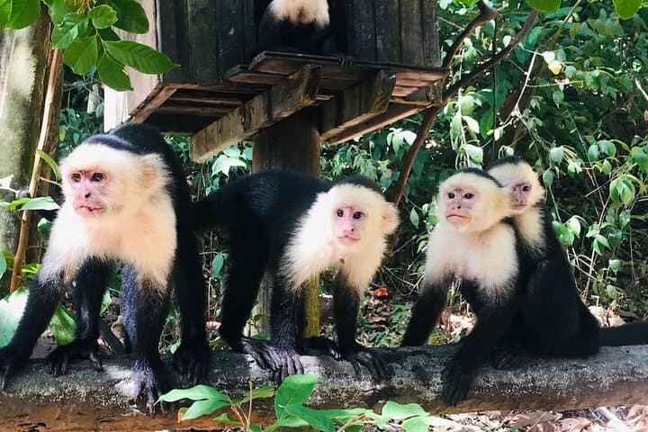 West Bay Beach & Monkey and Sloth Sanctuary Day Tour — Roatán Beach and Wildlife Excursion photo 6