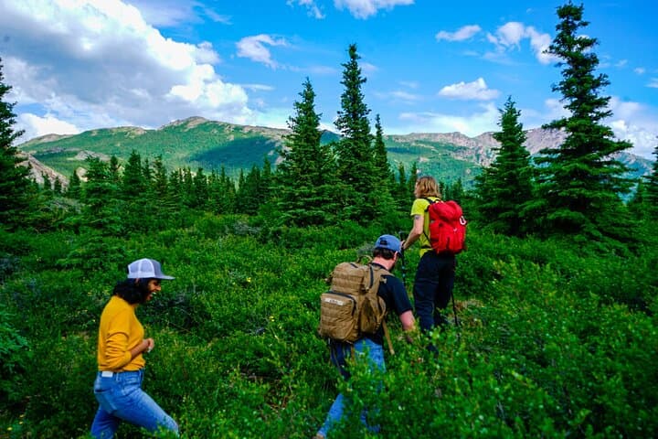 Denali Off-Trail Hiking: Foraging, Wildlife & Boreal Forest Walk with a Naturalist photo 3