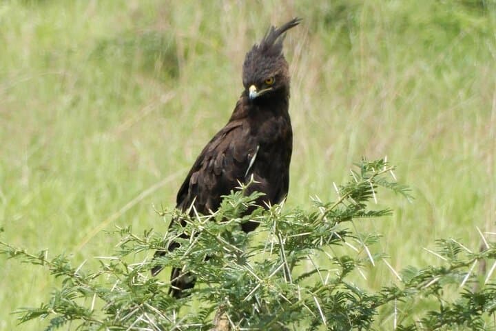 3-Day Budget Gorilla Trekking Safari in Bwindi Impenetrable, Uganda photo 5