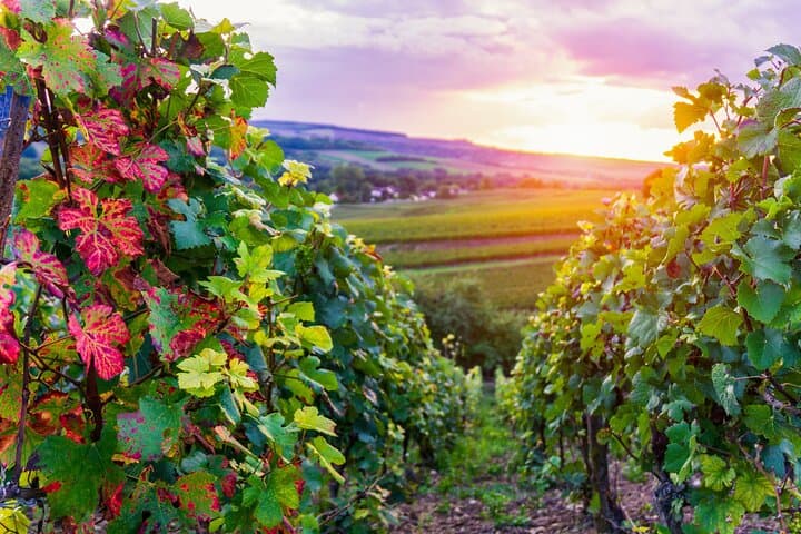 Private Wine Tasting & Moselle River Cruise from Luxembourg City photo 2