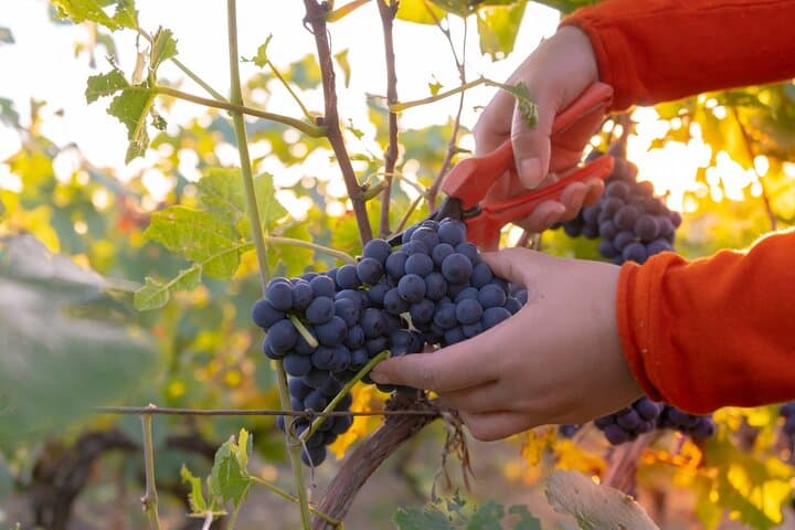 Private Wine Tasting & Moselle River Cruise from Luxembourg City