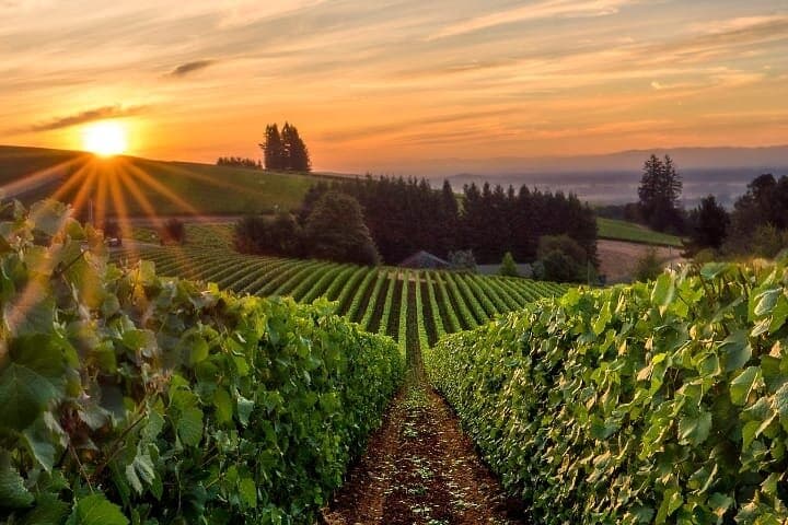 Private Willamette Valley Wine Tour from Portland — Day Trip to Oregon Pinot Country