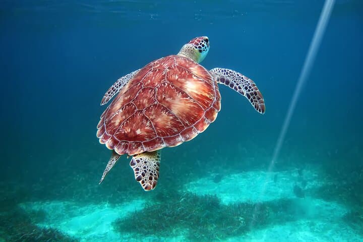 Full-Day Private Snorkel at Hol Chan Marine Reserve & Shark Ray Alley from Caye Caulker
