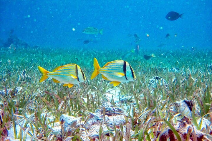 Full-Day Private Snorkel at Hol Chan Marine Reserve & Shark Ray Alley from Caye Caulker photo 5