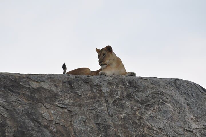 One-Day Serengeti Safari from Mwanza: Big Five & Wildebeest Migration photo 5