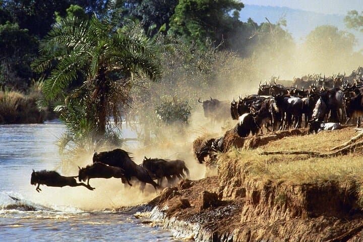 6-Day Shared Safari Through Maasai Mara, Lake Nakuru & Amboseli photo 3
