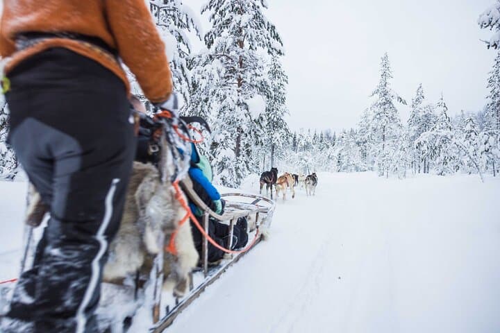 Self-Drive Husky Tour in Levi — 5km Lapland Sled Safari photo 2