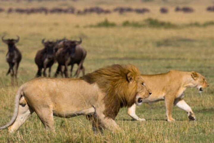 4-Day Safari: Tarangire, Serengeti & Ngorongoro — Great Migration and Big Five photo 1