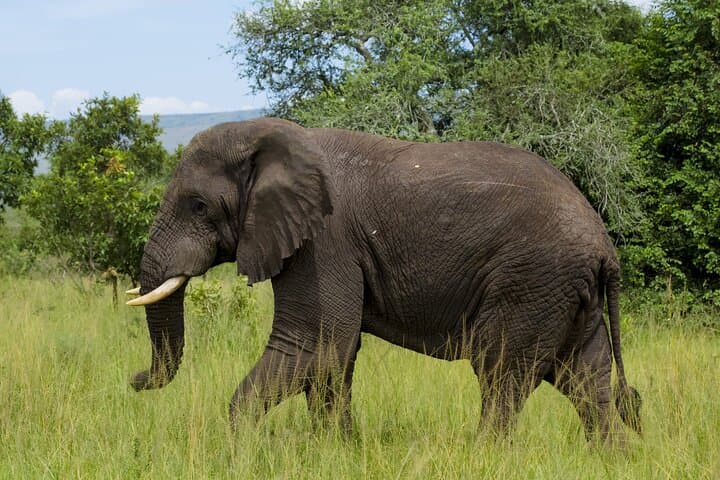 5-Day Cultural and Historical Rwanda Tour: Kigali, Volcanoes & Akagera Highlights photo 6