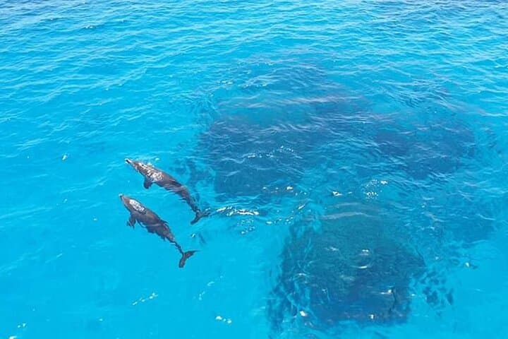 Private Hurghada Dolphin House Speedboat & Snorkeling Tour photo 5