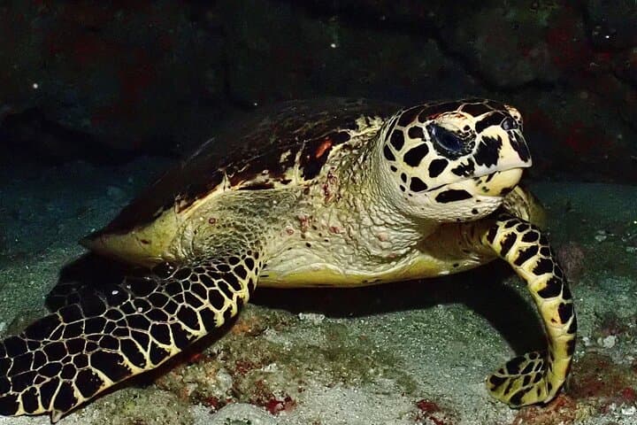 One-Day Scuba Diving at Ko Racha – Full-Day Beginner-Friendly Dive Trip from Phuket photo 2