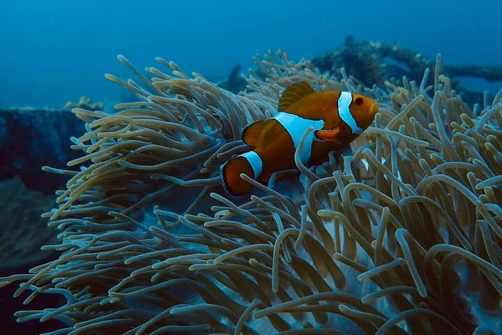 One-Day Scuba Diving at Ko Racha – Full-Day Beginner-Friendly Dive Trip from Phuket photo 6