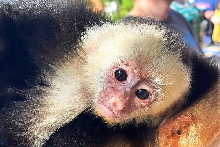 Sloth and Monkey Sanctuary Excursion in Roatán — Up-Close Wildlife Encounters photo 2