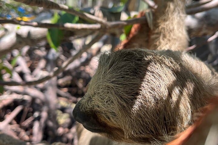 Sloth and Monkey Sanctuary Excursion in Roatán — Up-Close Wildlife Encounters photo 3