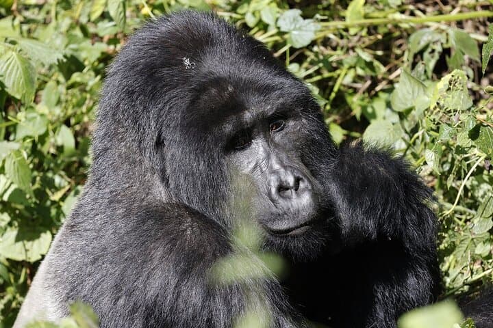 3-Day Uganda Gorilla Trekking & Batwa Cultural Experience in Bwindi photo 4
