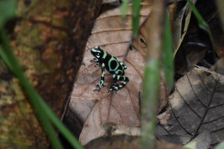Manuel Antonio Hanging Bridges & Waterfalls — Rainmaker Day Hike photo 3